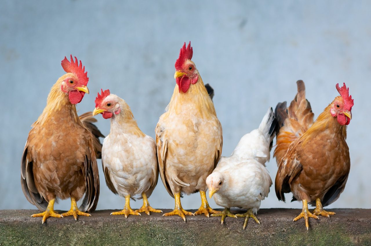 Waarom biologische kippen echt lekkerder zijn